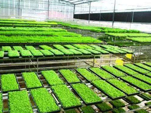 水稻育秧設(shè)備有幾種用法？